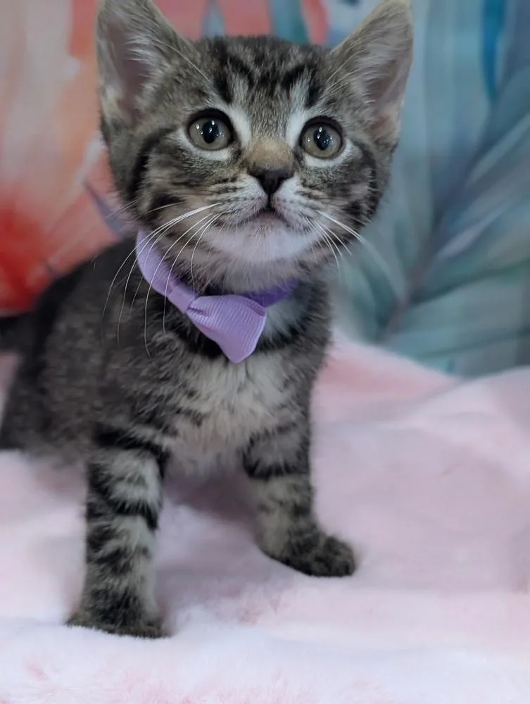 Meowriana Grande thumbnail 2