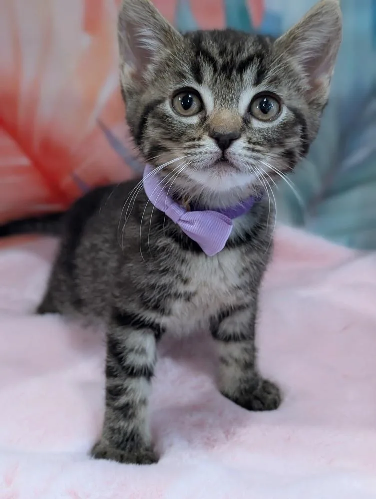 Meowriana Grande thumbnail 5
