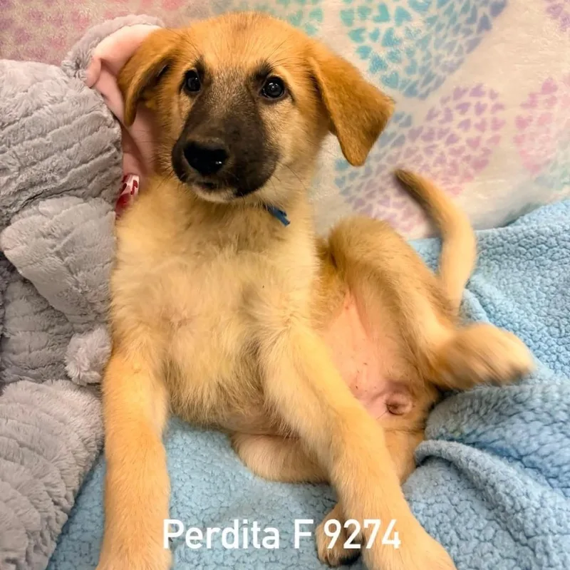Perdita