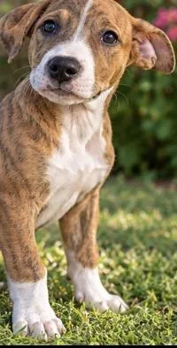 A baby medium-sized male American Staffordshire Terrier dog named Tiger for adoption in Kiln, MS