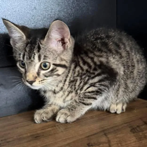 A baby medium-sized male Domestic Short Hair cat named Merlin for adoption in Grand Bay, AL