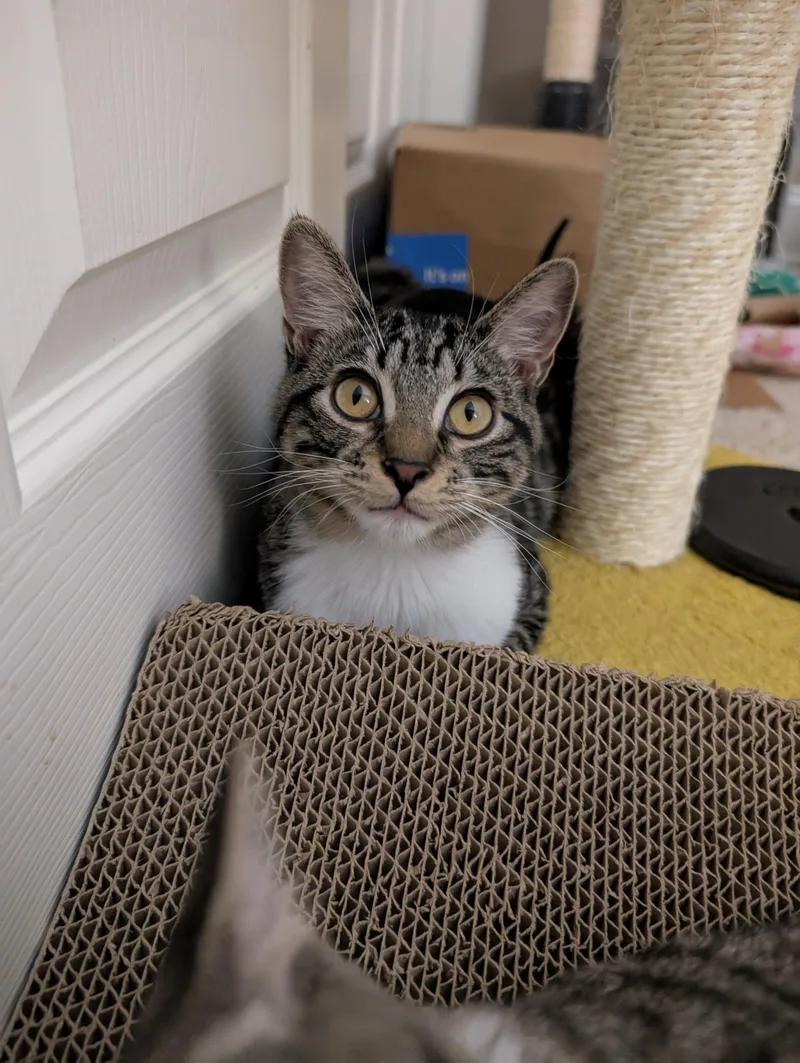 A young medium-sized female Tabby (Gray / Blue / Silver) Tabby cat named Rachel for adoption in Frederick, MD