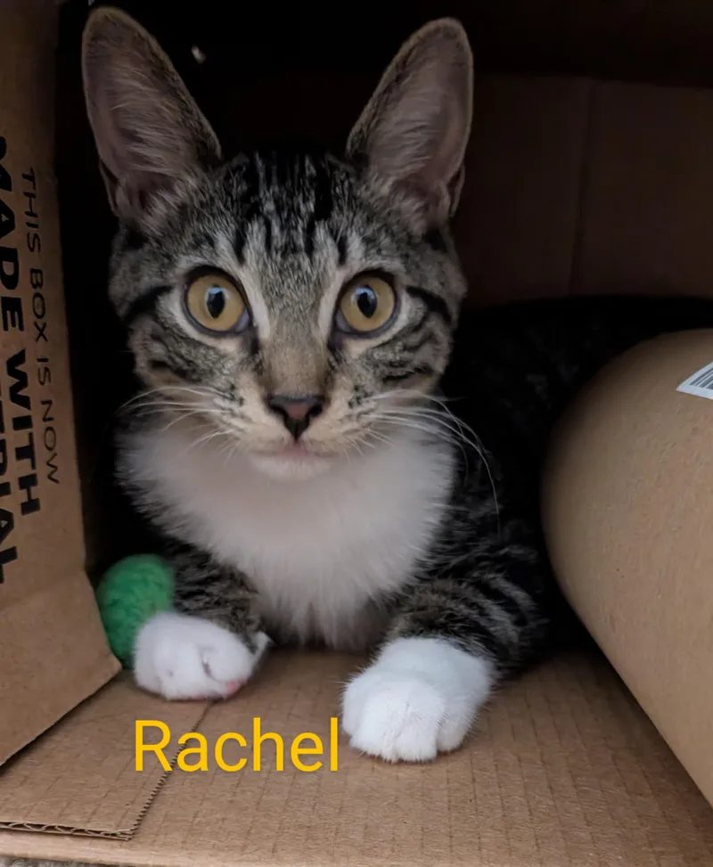 Rachel thumbnail 3