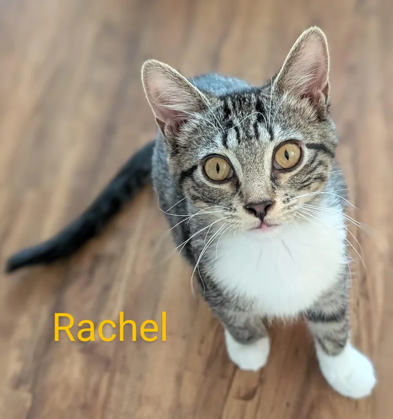Rachel thumbnail 4