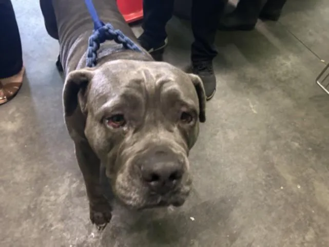 An adult large-sized female Pit Bull Terrier dog named Misty Blue for adoption in Los Angeles, CA
