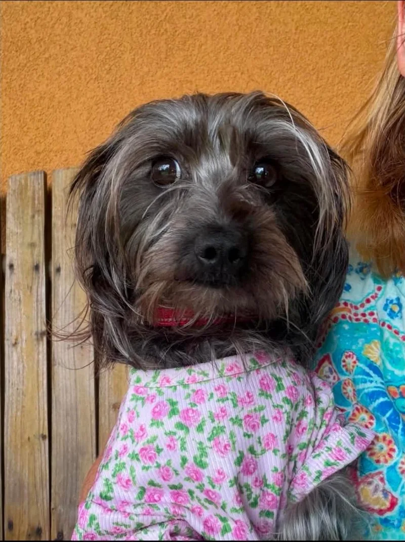 An adult small-sized female Yorkshire Terrier dog named Honey for adoption in Garden Valley, ID