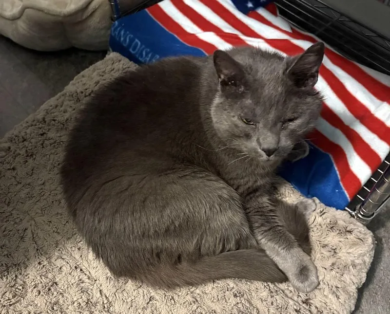 An adult large-sized male Gray / Blue / Silver Domestic Short Hair cat named Louie for adoption in Harpers Ferry, WV