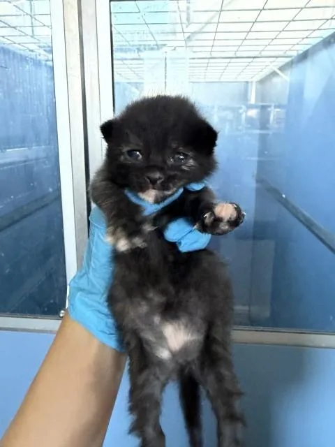A baby small-sized female Domestic Short Hair cat named Sammi for adoption in San Bernardino, CA