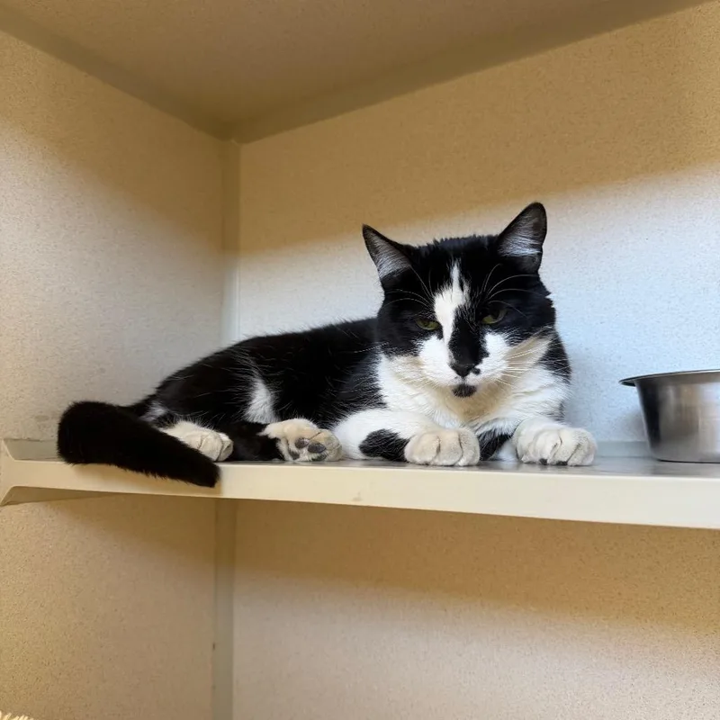 An adult medium-sized female Black Domestic Short Hair cat named Karla for adoption in Rifle, CO