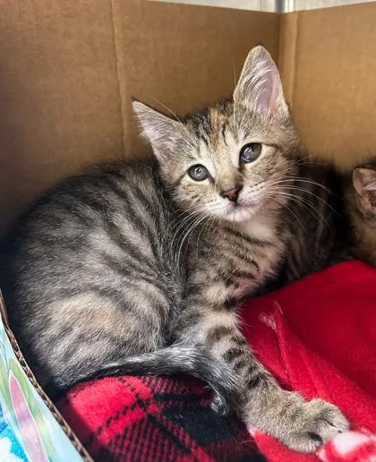 A baby small-sized female Domestic Short Hair cat named Squintward for adoption in Westland, MI