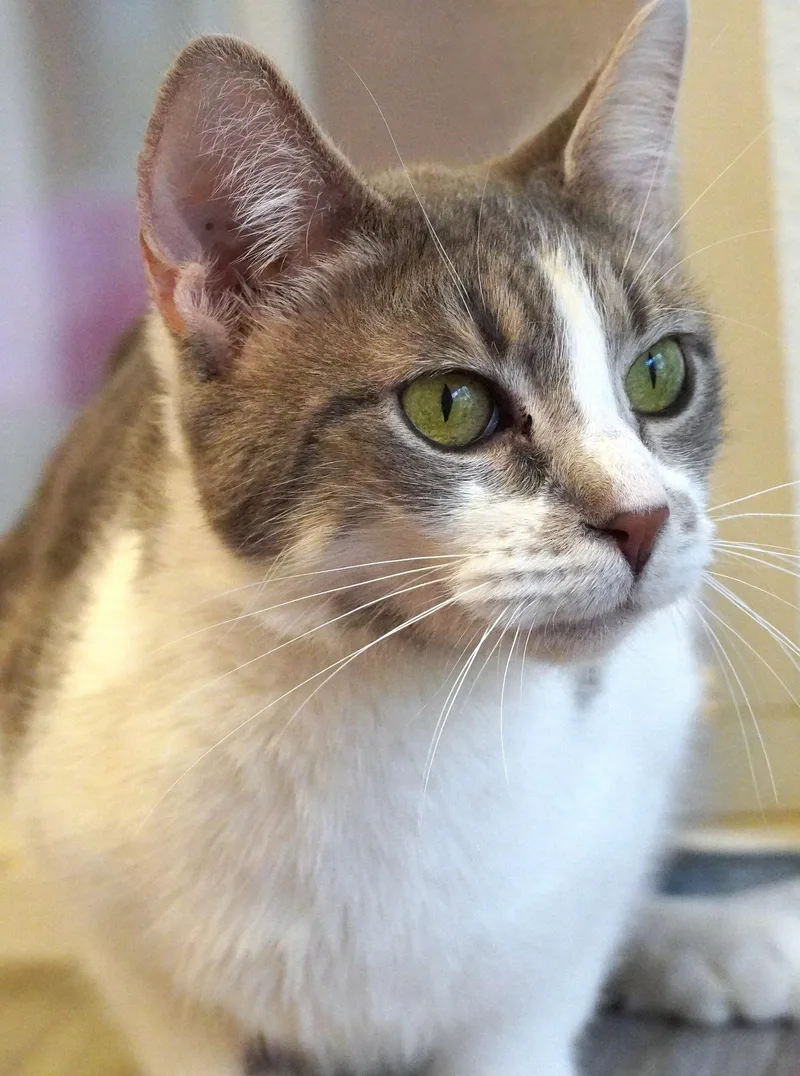 A young small-sized female White Domestic Short Hair cat named Tootsies for adoption in Grants Pass, OR