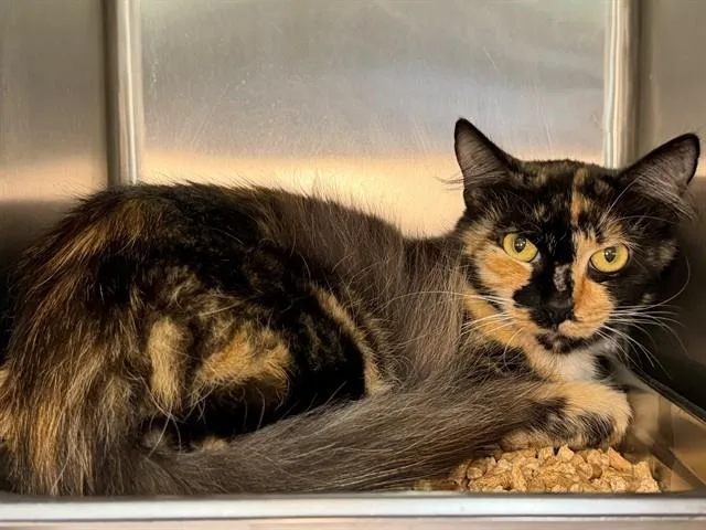 An adult small-sized female Domestic Short Hair cat named Fanny for adoption in Santa Rosa, CA