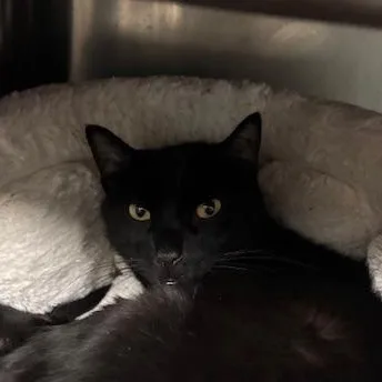 Flash  A Mini thumbnail 2