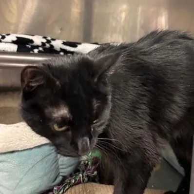 Flash  A Mini thumbnail 3