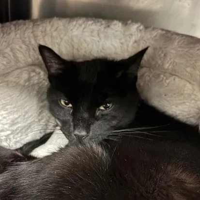 Flash  A Mini thumbnail 4