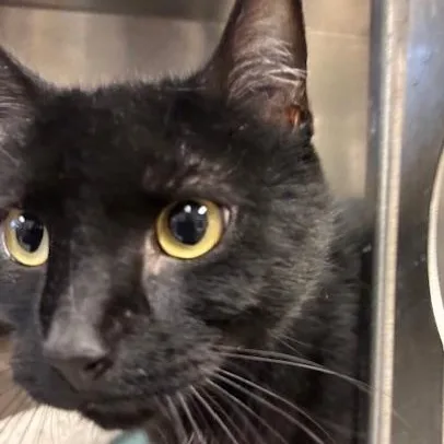 Flash  A Mini thumbnail 6