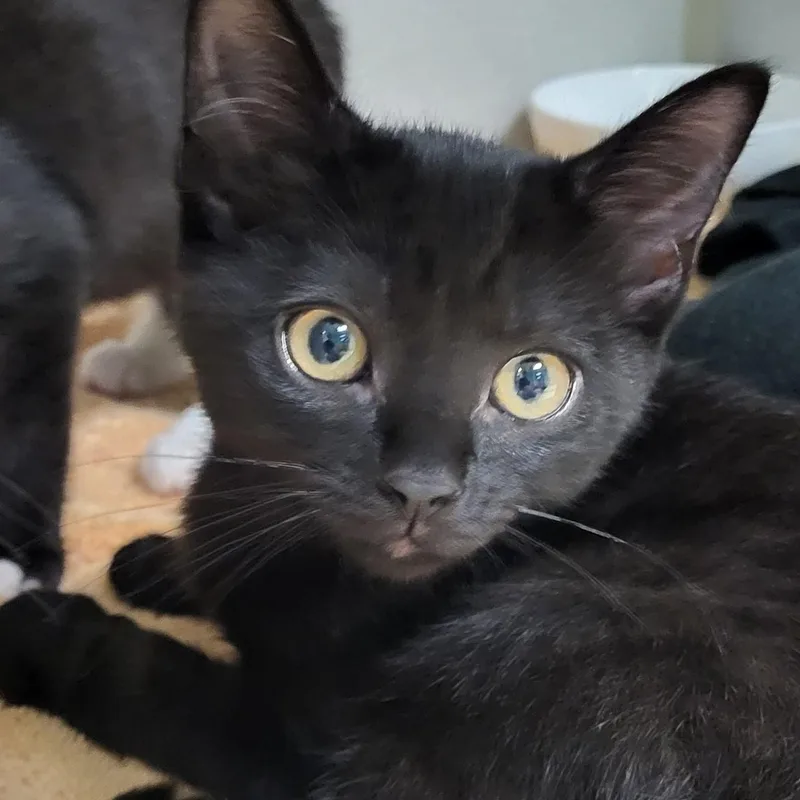 A baby medium-sized male Black Domestic Short Hair cat named Hendrix for adoption in Grayslake, IL