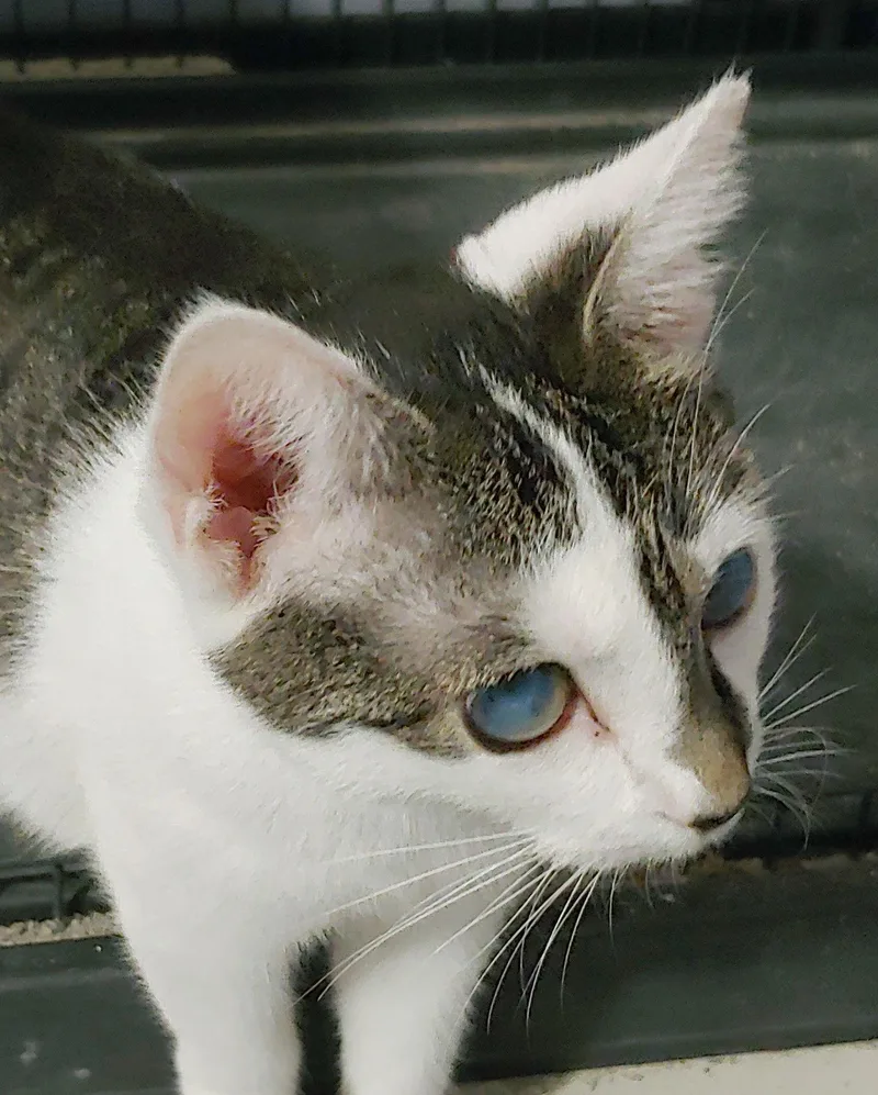 An adult medium-sized female White Domestic Short Hair cat named Split for adoption in Pompano Beach, FL
