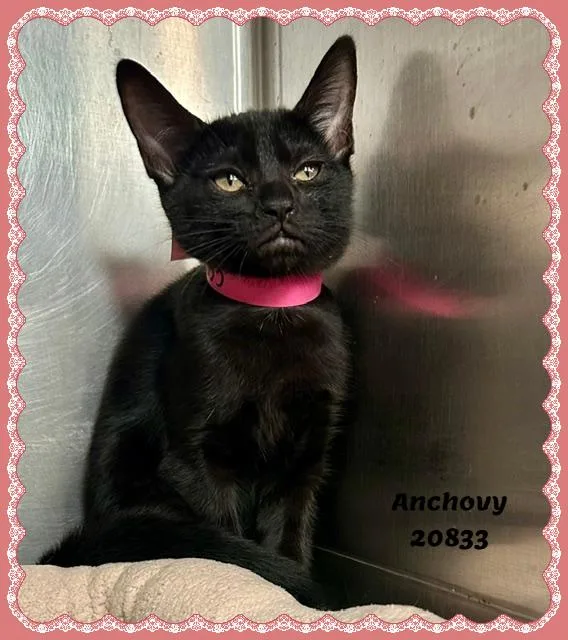 A baby small-sized female Black Domestic Short Hair cat named Anchovy for adoption in Marietta, GA