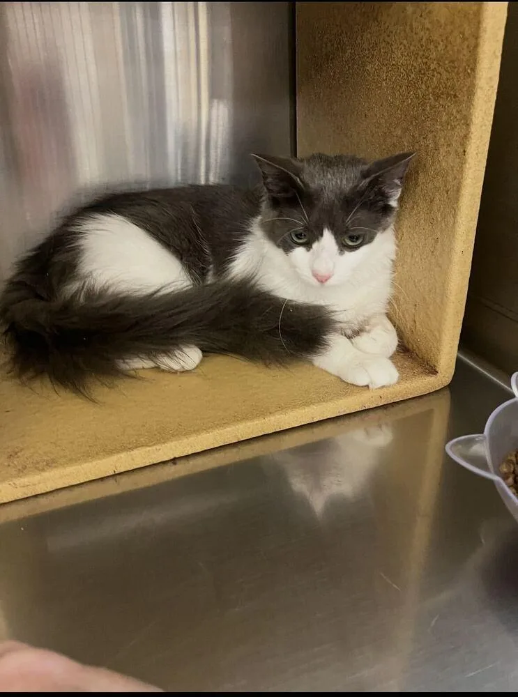 A baby small-sized female Gray & White Domestic Short Hair cat named Rokie for adoption in Marietta, GA