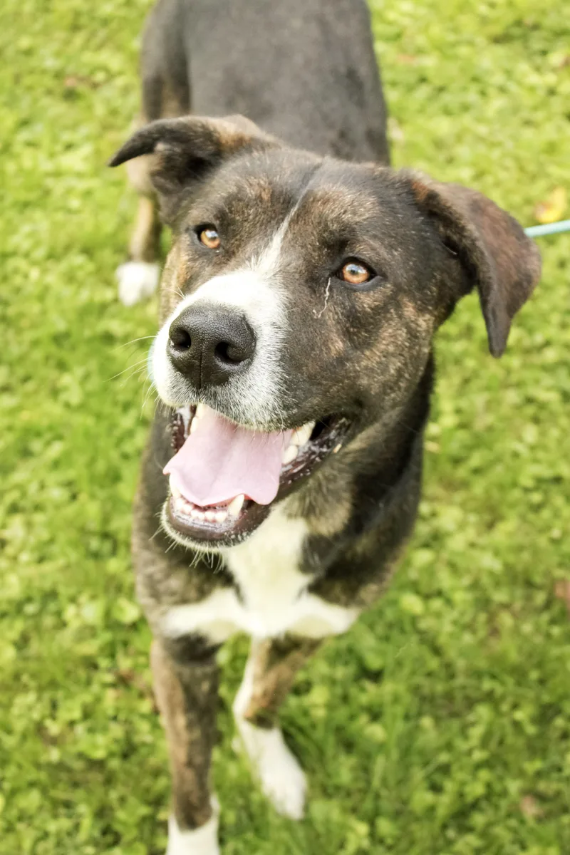 An adult medium-sized male Brindle Siberian Husky dog named Gino for adoption in Ona, WV