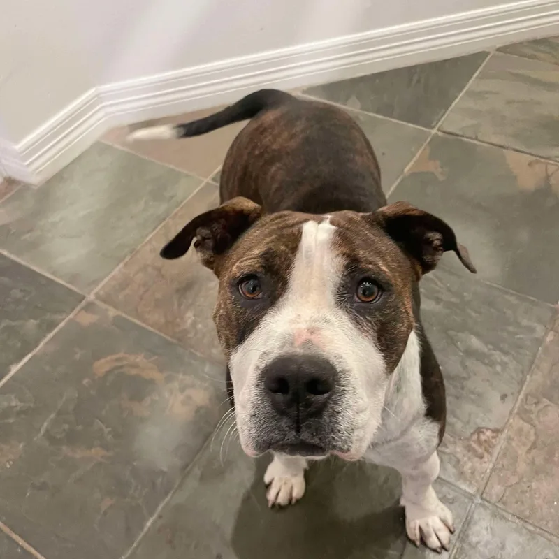 An adult medium-sized female Brindle American Staffordshire Terrier dog named Maggie Mae for adoption in Houston, TX