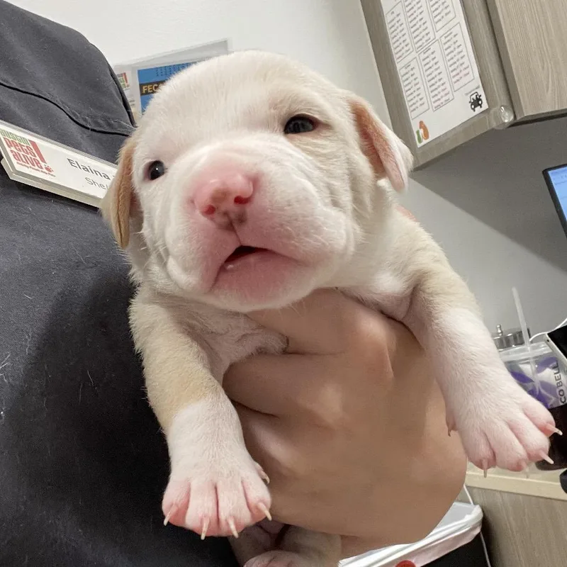 A baby large-sized female Yellow / Tan / Blond / Fawn Pit Bull Terrier dog named Phyllis for adoption in Austin, TX