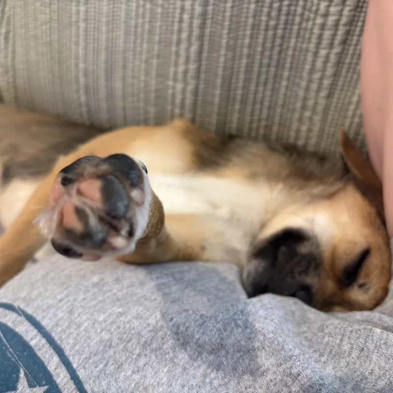 A young small-sized female Yellow / Tan / Blond / Fawn Chihuahua dog named Hanna for adoption in Cashmere, WA