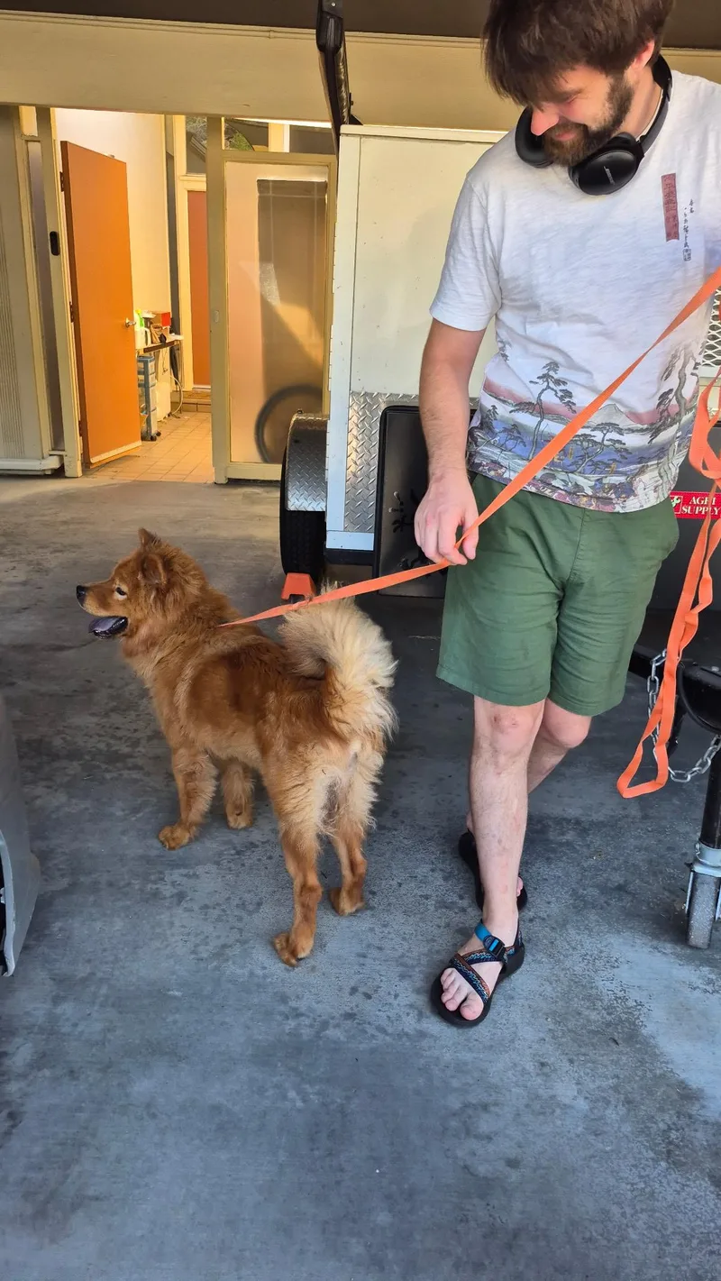 A young medium-sized male Yellow / Tan / Blond / Fawn Chow Chow dog named Kool Kaval Chow Bulgarian for adoption in Manhattan Beach, CA