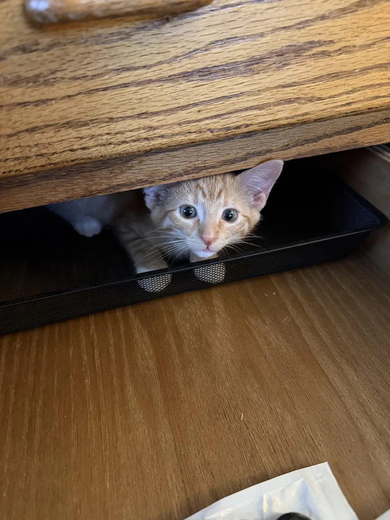 A baby medium-sized male Orange / Red Domestic Short Hair cat named Mickey for adoption in Wheaton, IL