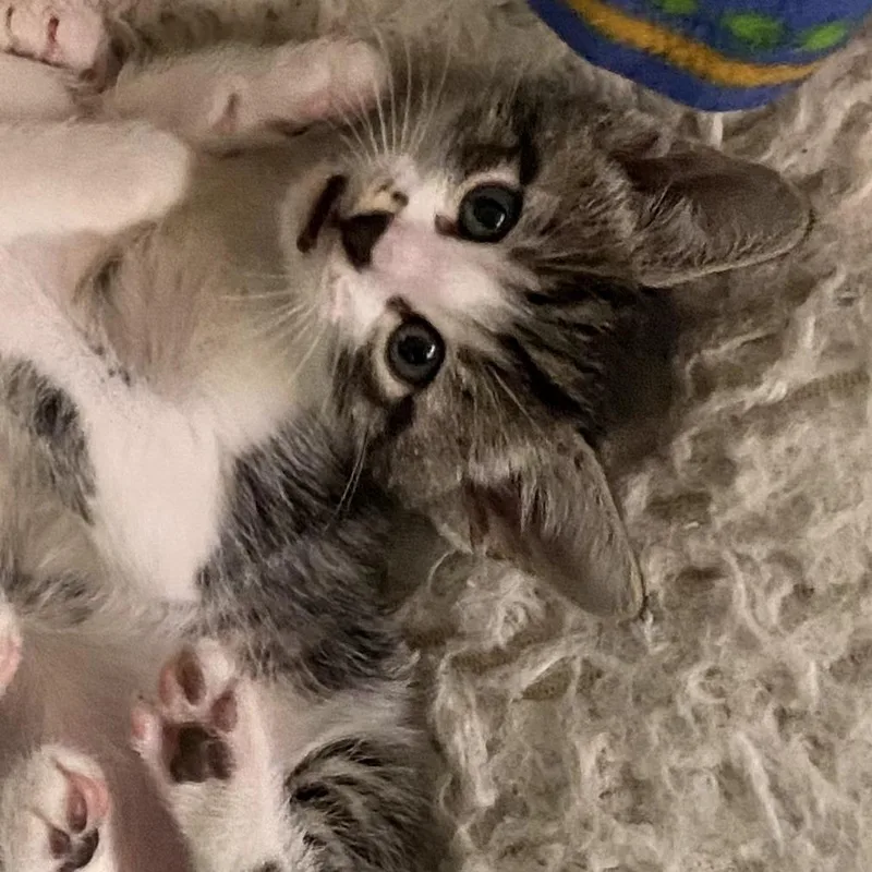 A baby small-sized male Gray / Blue / Silver Domestic Short Hair cat named Salt for adoption in Long Beach, CA