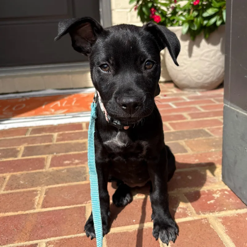 A baby small-sized female Labrador Retriever dog named Baby Spice for adoption in Baldwin, MD