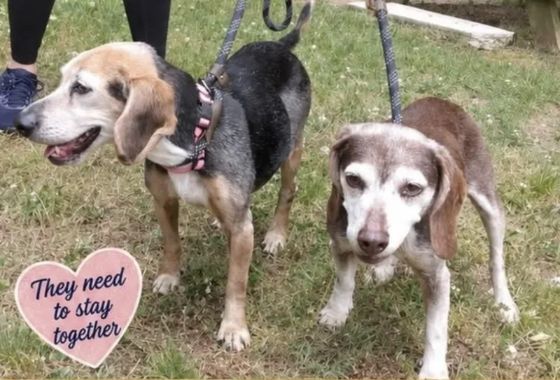 A senior medium-sized female Brown / Chocolate Beagle dog named Sallee for adoption in Waverly, TN