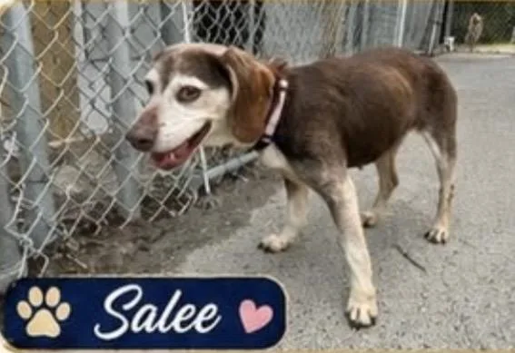 Sallee thumbnail 2