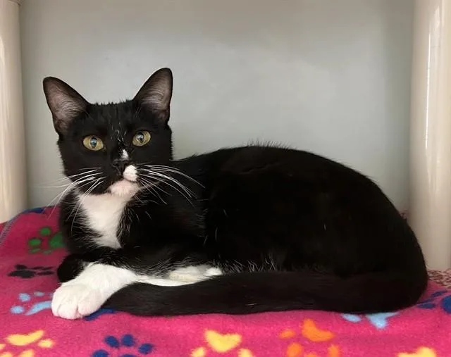 A young medium-sized female Domestic Short Hair cat named Princess for adoption in Salinas, CA