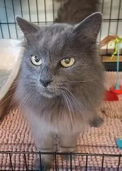 A senior medium-sized female Domestic Long Hair cat named Mama for adoption in Reeds Spring, MO