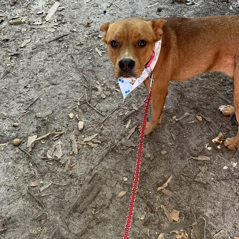 A young medium-sized female Red / Chestnut / Orange French Bulldog dog named Essence for adoption in Wilmington, NC
