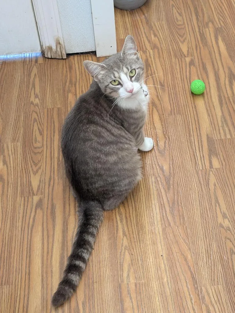 An adult medium-sized male Domestic Short Hair cat named Maliki for adoption in Sidney, NY