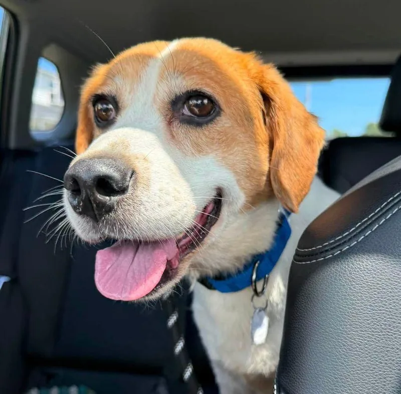 An adult medium-sized female Beagle dog named Hillary for adoption in Monticello, NY