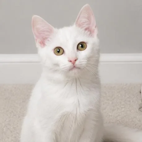 A baby small-sized male White Domestic Short Hair cat named Mac for adoption in Quincy, OH