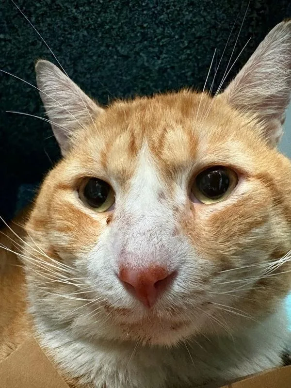 An adult medium-sized male Domestic Short Hair cat named Candy Corn for adoption in Ridgewood, NY