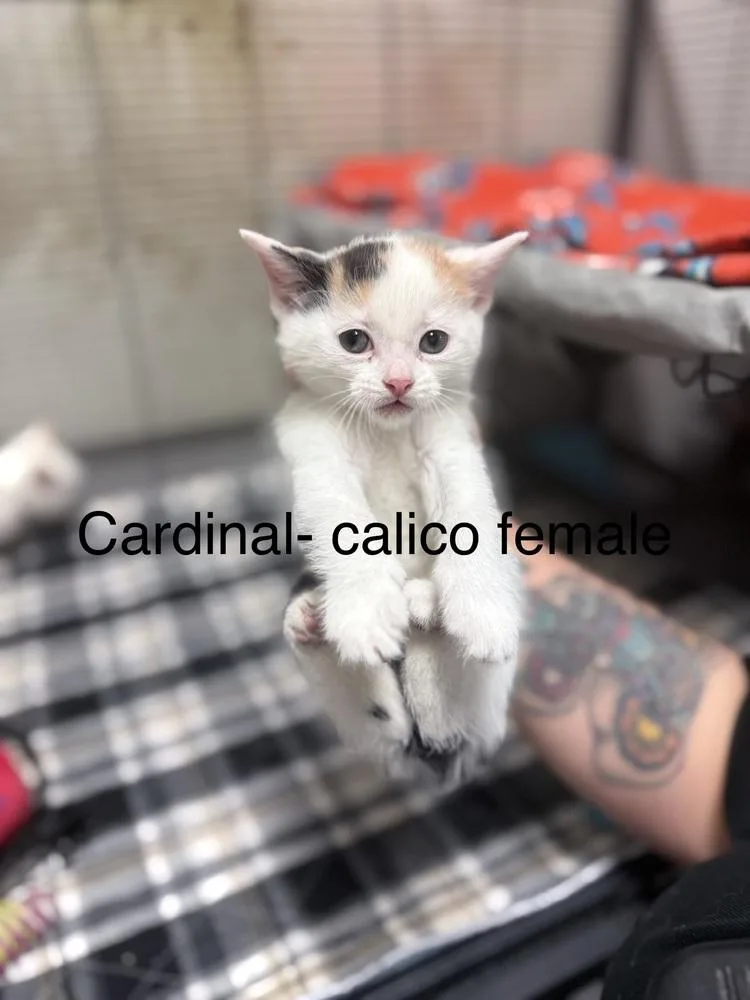 Cardinal thumbnail 2