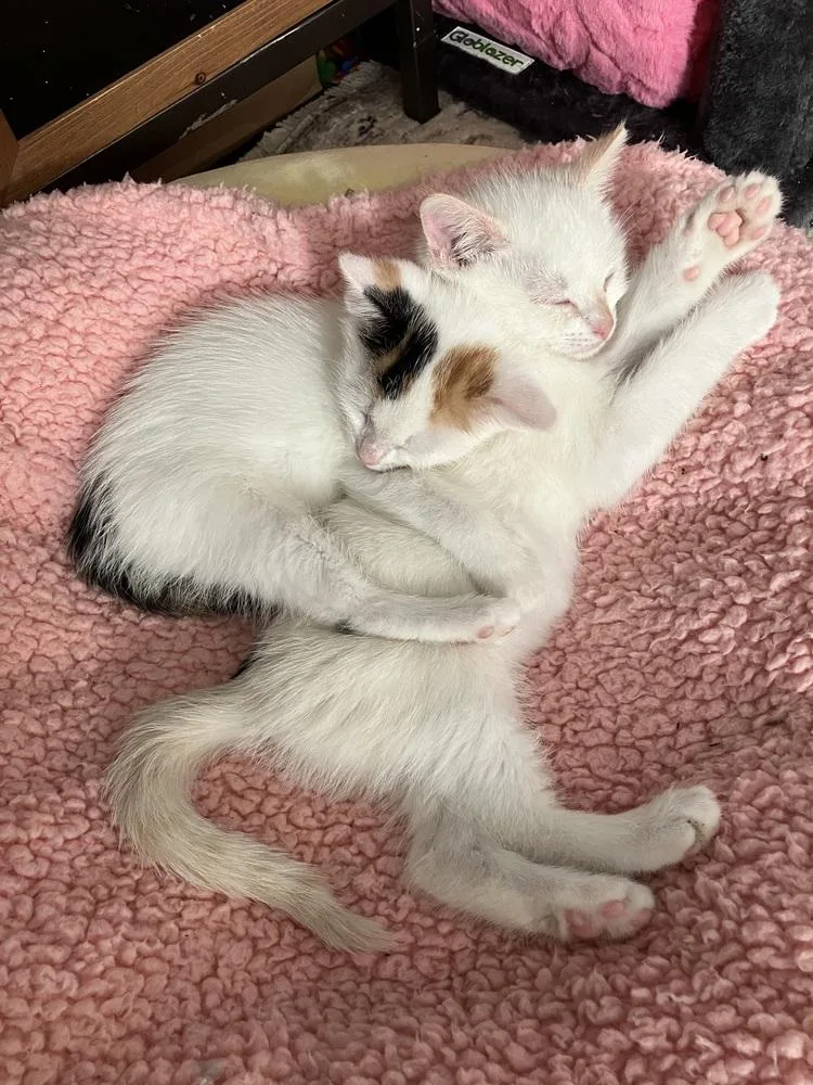 Cardinal thumbnail 3