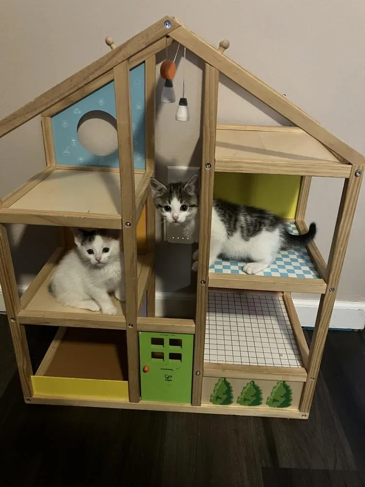 Cardinal thumbnail 4