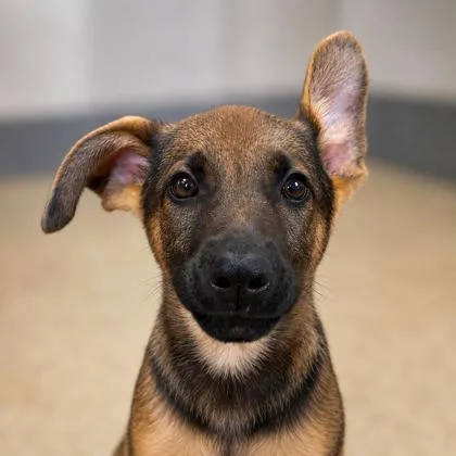 A baby medium-sized female German Shepherd Dog dog named Rue for adoption in Cumberland, MD