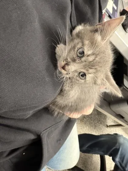 A baby small-sized female Domestic Short Hair cat named Silver for adoption in West Chester, PA