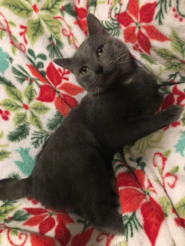 Ice Ice Baby thumbnail 4