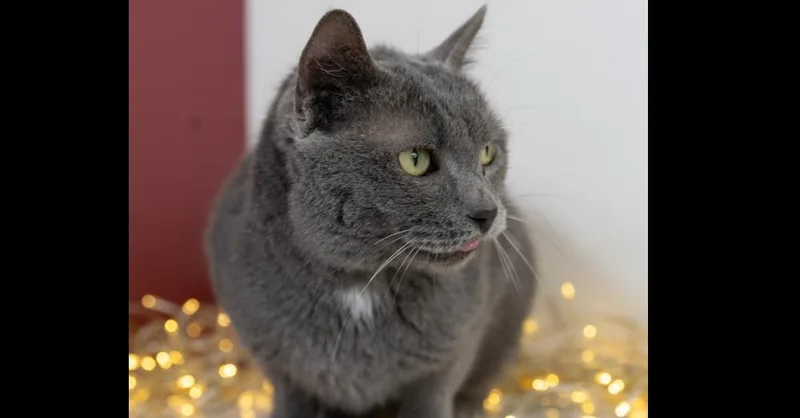 Ice Ice Baby thumbnail 5