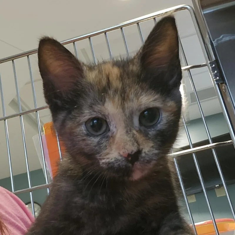 A baby small-sized female Tortoiseshell Domestic Short Hair cat named Nutella for adoption in Columbia Station, OH