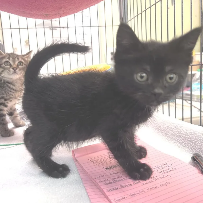 A baby small-sized female Black Domestic Short Hair cat named Bramble for adoption in Port Townsend, WA